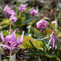 弦谷のカタクリの花