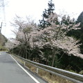 Photos: 寺坂峠は今日一番の桜かも