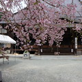 Photos: 光福寺の子糸桜