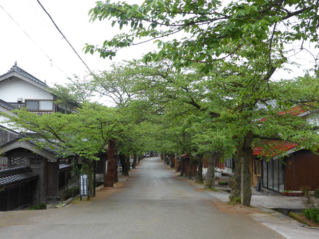 新庄村のがいせん桜通り