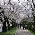 京都七条　桜のトンネル