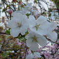 Photos: 八重桜の種子から誕生した 幸福
