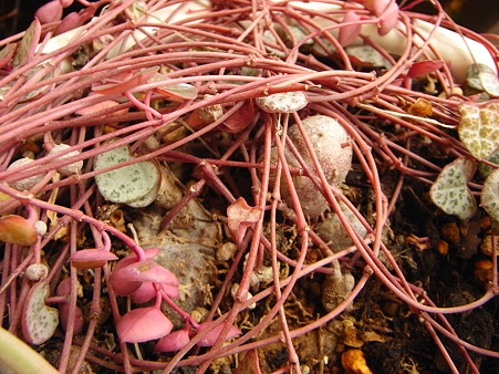 R0010829