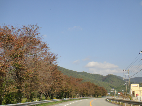 綺麗な桜の並木