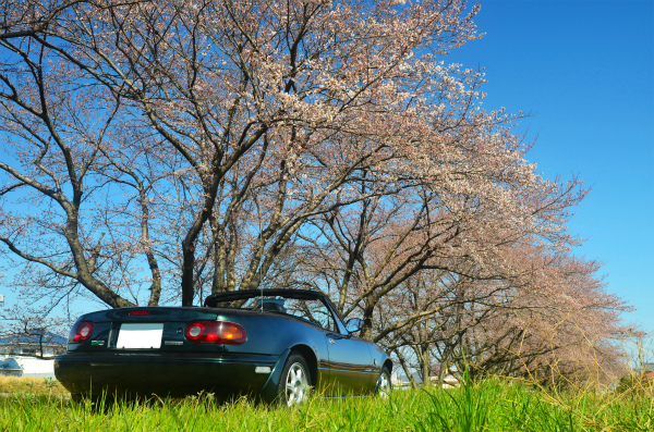 まだ１分咲き程度で花が少なかった秘密の桜並木