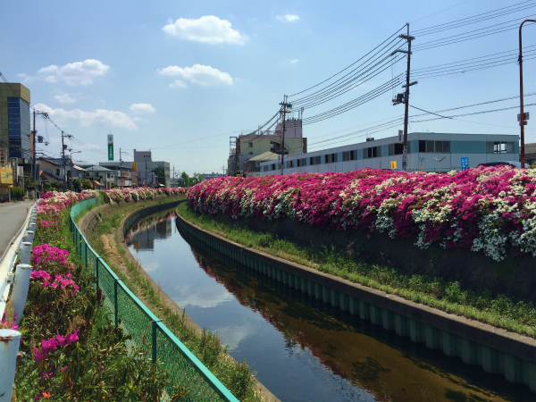 綺麗に咲いたツツジと気持ち良い青い空