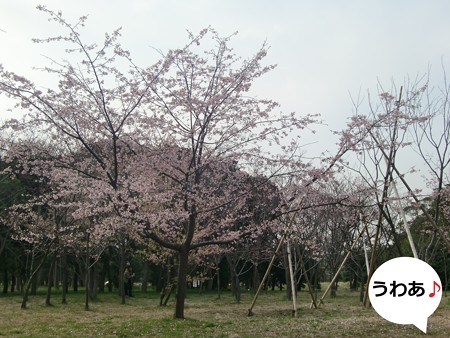 春5