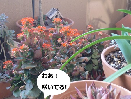 お花1
