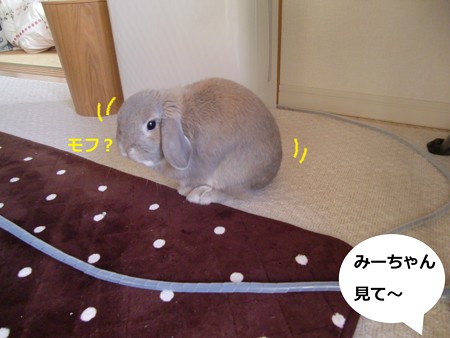 お花2