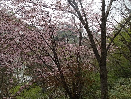 27 GW 岩手 松川温泉の花
