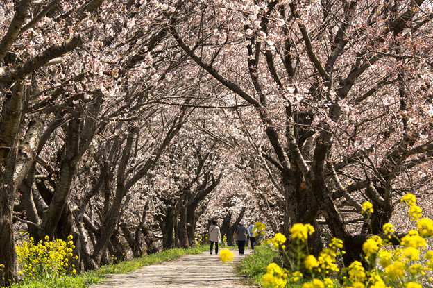 浮羽流川の桜並木 写真共有サイト フォト蔵