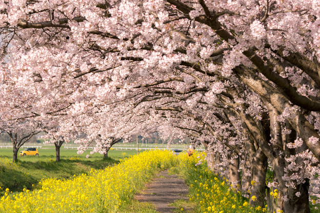 草場川の桜並木 写真共有サイト フォト蔵