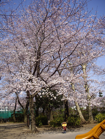 桜　２０１５