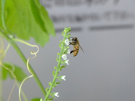 ベランダのしその花、蜜を集めるハチ