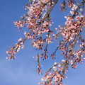 Photos: しだれ桜2015