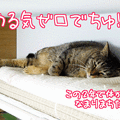 Photos: 120703-【猫アニメ】やる気にゃしにゃ・・・。2