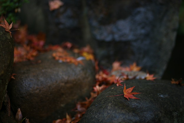 Photos: 『湿秋。。。』