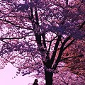 Photos: 少女と桜。