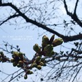 Photos: 2015桜はまだこんなかんじ。（東京）