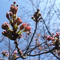 Photos: 今日の桜。（東京）