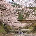 橋に架かる桜