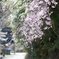 Photos: 桜の種類は？