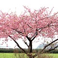 河津桜咲く木