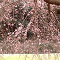 咲き始めた枝垂れ桜