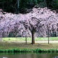 三春のしだれ桜(根分け桜）　清瀬市