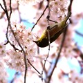 枝垂れ桜のメジロ２