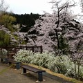 芦ヶ久保道の駅の雨の桜