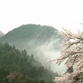 雨日の山の桜