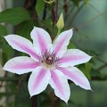 白系のクレマチスの花