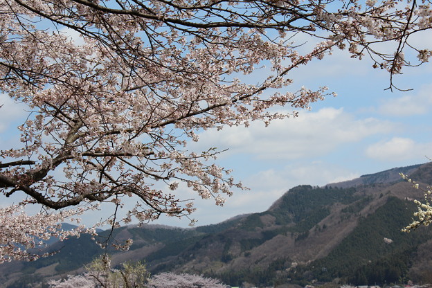 桜並木(4)