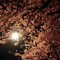 Photos: 夜の河津桜1
