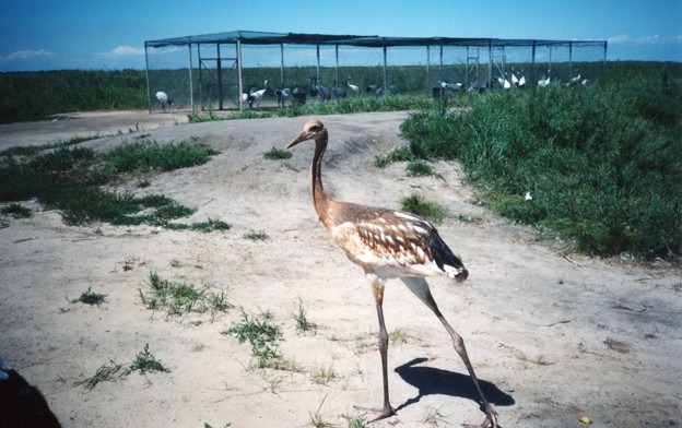 若い丹頂鶴　Red-crowned cranes at the Zhalong Wetland
