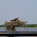 Photos: 鳥の巣