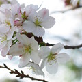 Photos: 昼桜