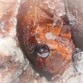 Photos: パッチリと大きな魚眼がチャーミング ♪