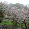 奥山の桜