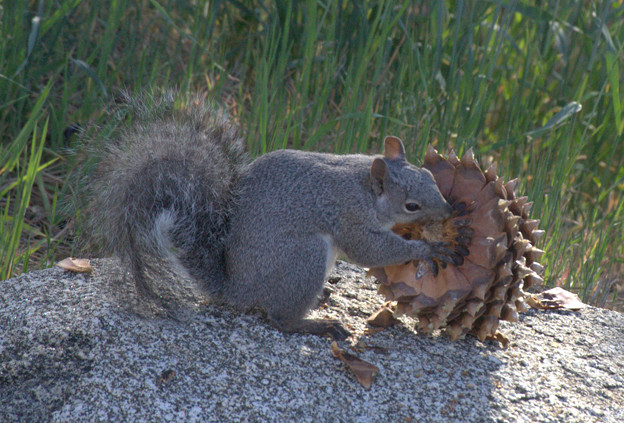 Eastern Gray Squirrel (1)