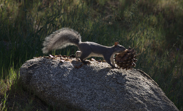 Eastern Gray Squirrel (5)