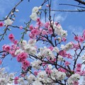 150411-8　源平咲きの花桃１