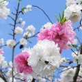 150411-9　源平咲きの花桃２
