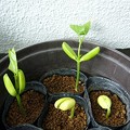 Photos: 150529-4　なた豆の発芽