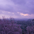 Photos: 夕暮れの満開の桜