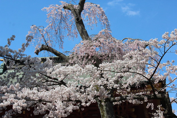 ２７．４．１５鹽竈神社楼門前の桜